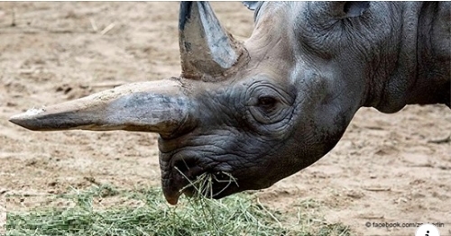 Das älteste Nashorn der Welt ist im Berliner Zoo gestorben: Kilaguni war 46 Jahre alt